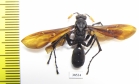 Hymenoptera sp.  Ecuador - INSECTS-STORE.RU
