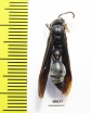 Hymenoptera sp.  French Guiana - INSECTS-STORE.RU