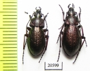 Carabus (Diocarabus) slovtzovi slovtzovi, pair  Russia, Burjatia reg. - INSECTS-STORE.RU