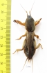 Gryllotalpidae, Gryllotalpa gryllotalpa  Russia - INSECTS-STORE.RU