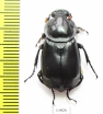 Nicrophorus concolor  Russia, Far East - INSECTS-STORE.RU