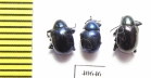Chrysomelidae sp.  Argentina - INSECTS-STORE.RU