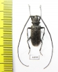 Monochamus sutor  Russia, Tver reg. - INSECTS-STORE.RU
