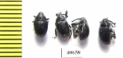 Curculionidae sp.  Argentina - INSECTS-STORE.RU