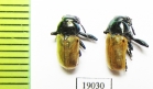 Chrysomelidae sp.  Russia, Astrakhan reg. - INSECTS-STORE.RU