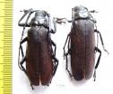 Macrotoma sp., pair  South Africa Rep. 46/48mm - INSECTS-STORE.RU