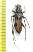 Cerambycidae sp.  South Africa Rep. - INSECTS-STORE.RU