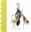 Hymenoptera sp.  Bolivia - INSECTS-STORE.RU