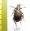 Calosoma imbricatum hottentotum  South Africa Rep. - INSECTS-STORE.RU