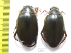 Dytiscus marginalis, pair  Russia, Tver reg. - INSECTS-STORE.RU