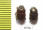 Onthophagus sp., pair  India - INSECTS-STORE.RU