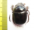 Scarabaeus sp.  South Africa Rep. - INSECTS-STORE.RU