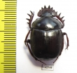 Scarabaeus sp.  South Africa Rep. - INSECTS-STORE.RU