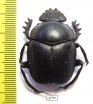 Scarabaeus sp.  South Africa Rep. - INSECTS-STORE.RU