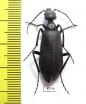 Cyaneolytta sp.  South Africa Rep. - INSECTS-STORE.RU