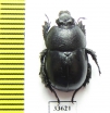 Odontotrypes davidiani  China - INSECTS-STORE.RU