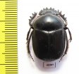 Scarabaeus sp.  South Africa Rep. - INSECTS-STORE.RU