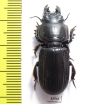 Carabidae sp.  South Africa Rep. - INSECTS-STORE.RU