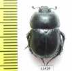 Odontotrypes medvedevi  China - INSECTS-STORE.RU