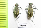 Cylindera pygmaea laetula  Iran, Hormozgan prov. - INSECTS-STORE.RU