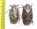Polyphylla irrorata, pair  Kazakhstan - INSECTS-STORE.RU