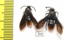 Scoliidae sp., pair  Kazakhstan - INSECTS-STORE.RU