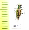 Hypaetha copulata, female  Iran, Sistan prov. - INSECTS-STORE.RU