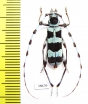 Rosalia coelestis, male  Russia, Far East - INSECTS-STORE.RU