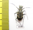 Cicindela songorica  Kazakhstan - INSECTS-STORE.RU