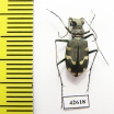 Cicindela songorica  Kazakhstan - INSECTS-STORE.RU
