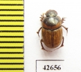 Onthophagus sp.  South Africa Rep. - INSECTS-STORE.RU