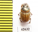 Onthophagus sp.  South Africa Rep. - INSECTS-STORE.RU