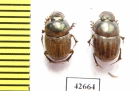 Onthophagus sp.  South Africa Rep. - INSECTS-STORE.RU