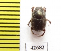 Onthophagus sp.  South Africa Rep. - INSECTS-STORE.RU