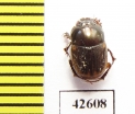 Onthophagus sp.  South Africa Rep. - INSECTS-STORE.RU