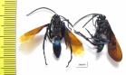 Hymenoptera sp.  Peru - INSECTS-STORE.RU