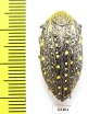 Julodis chevrolati ssp.1  South Africa Rep. - INSECTS-STORE.RU