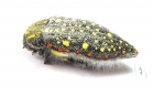 Julodis chevrolati ssp.1  South Africa Rep. - INSECTS-STORE.RU