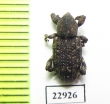 Curculionidae sp.  South Africa Rep. - INSECTS-STORE.RU