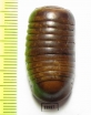 Myriapoda sp.  South Africa Rep. - INSECTS-STORE.RU