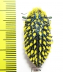 Julodis viridipes ssp.2 South Africa Rep. - INSECTS-STORE.RU