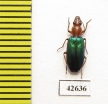 Carabidae sp.  South Africa Rep. - INSECTS-STORE.RU