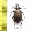 Calosoma imbricatum hottentotum  South Africa Rep. - INSECTS-STORE.RU