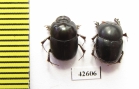 Onthophagus sp.  South Africa Rep. - INSECTS-STORE.RU