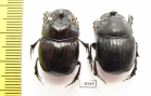 Copris sp., pair  South Africa Rep. - INSECTS-STORE.RU