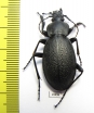 Carabus (Procrustes) coriaceus  Russia, Kaluga reg. - INSECTS-STORE.RU