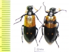 Meloidae sp.  South Africa Rep. - INSECTS-STORE.RU