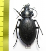 Carabus (Procrustes) coriaceus  Russia, Kaluga reg. - INSECTS-STORE.RU