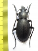 Carabus (Procrustes) coriaceus  Russia, Kaluga reg. - INSECTS-STORE.RU