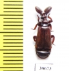 Paussinae sp.  Zambia - INSECTS-STORE.RU